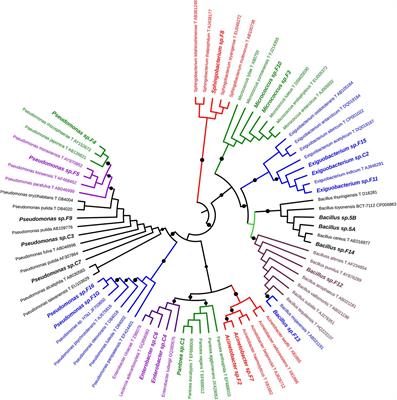 Foliar Application of Vegetal-Derived Bioactive Compounds Stimulates the Growth of Beneficial Bacteria and Enhances Microbiome Biodiversity in Lettuce